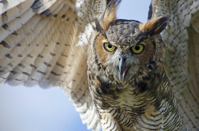 büyük boynuzlu baykuş Bubo virginianus