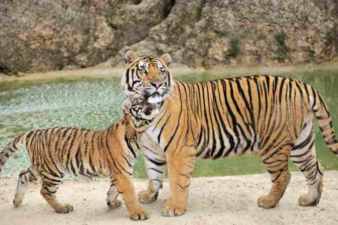 Tam yetişkin Bengal kaplanı yavrusu izlerken