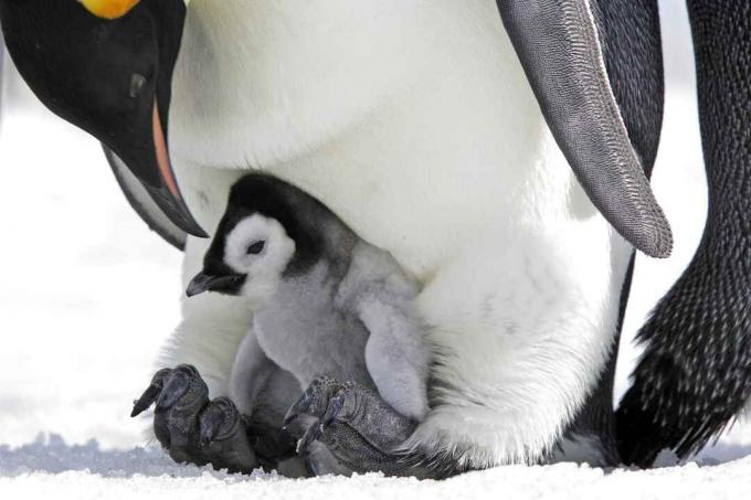 İmparator penguen piliç babasının ayakları üzerinde.