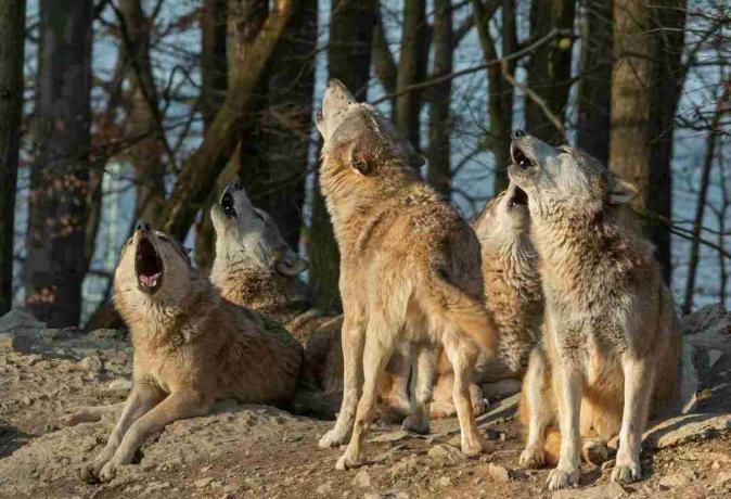 Kanadalı timberwolves bir ormanın önünde uluyan.