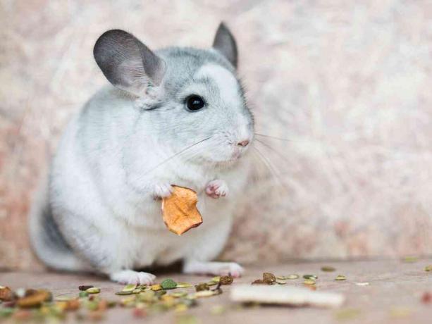 yerli chinchilla silah ile gıda holding