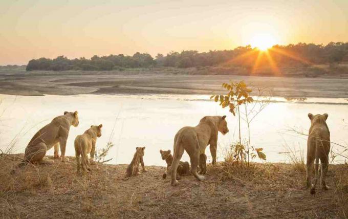 Lionesses Güney Luangwa Milli Parkı, Zambiya batımında nehir tarafından yavrularını ile