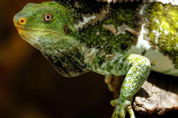 Fiji tepeli iguana