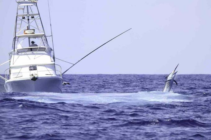 Charter balıkçı teknesi mavi marlin mücadele