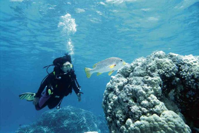 Scuba Diver ve Tatlı