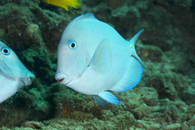 Atlantik mavi tang (Acanthurus coeruleus)