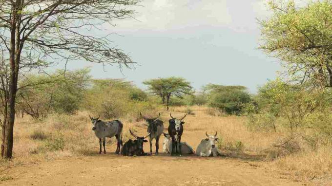 Zebu Awash Park, Afar, Etiyopya