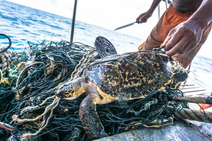 Kritik nesli tükenmekte olan Hawksbill deniz kaplumbağası kurtarmak bıçaklı adam hayalet Net karışık