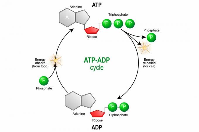 ATP ADP Döngüsü