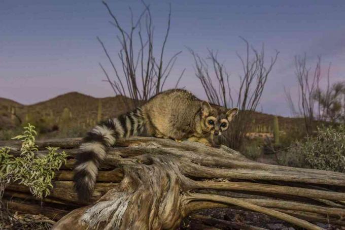 Esir ringtail (Bassariscus astutus)