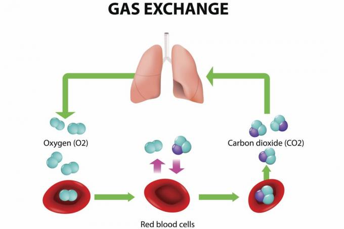 Akciğerlerde Gaz Değişimi