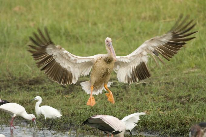 Pembe sırtlı Pelikan (Pelecanus rufescens) iniş, Okavango Deltası, Botsvana