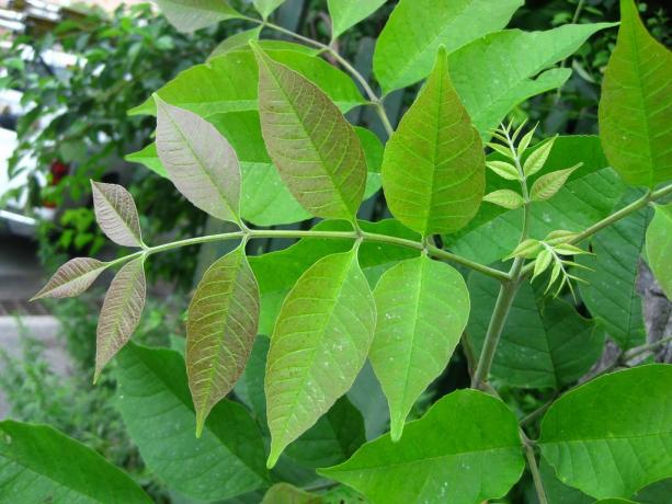 Fraxinus americana: Beyaz Kül genç yaprakları