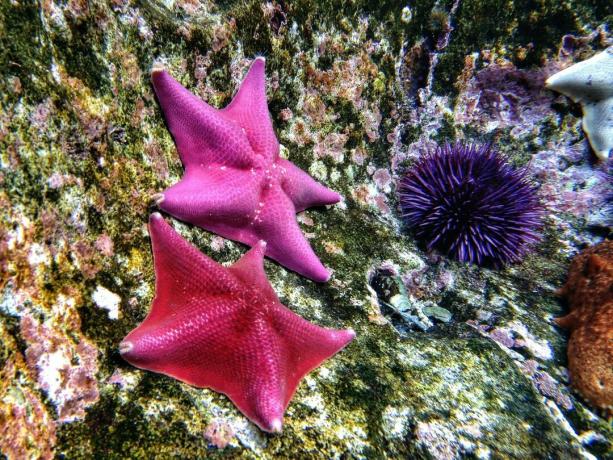 Echinoderms: Deniz yıldızı ve mor deniz kestanesi