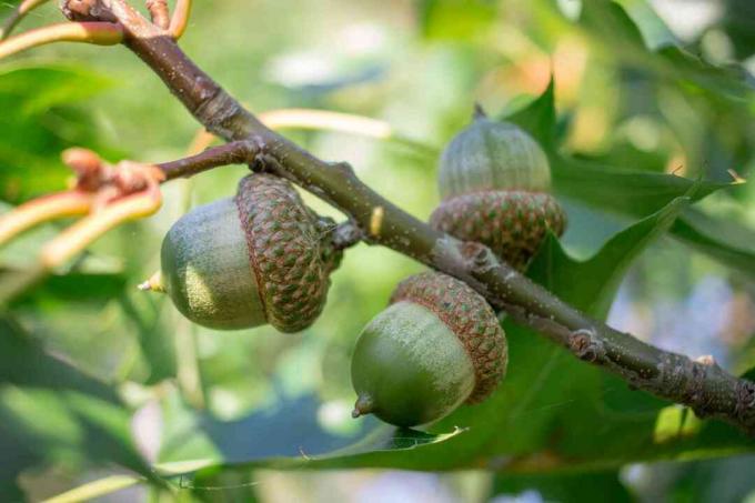 Defne meşe ağacı dalları üzerinde üç yeşil meşe palamudu fındık