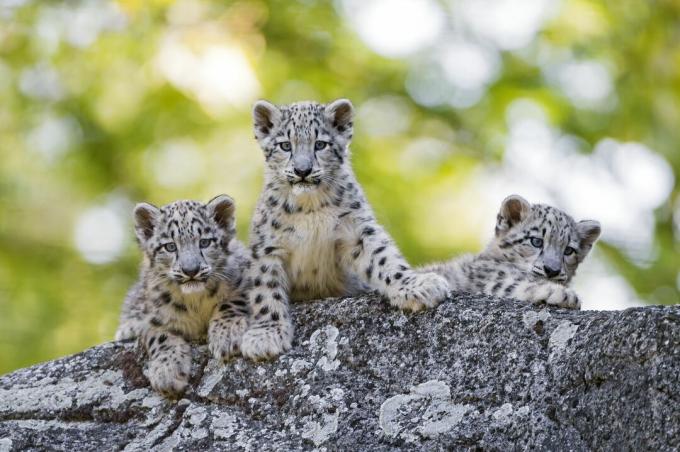 Kar leoparı yavrularının, kedilerin olgunluğuna yaklaştıkça rozetlere dönüşen siyah noktaları vardır.