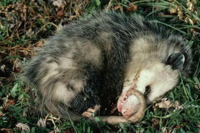 Virginia opossum oynar ölü