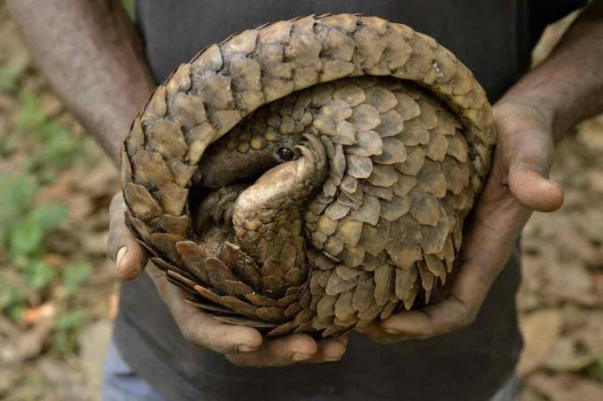 Bir avlanmak elinde Pangolin, savunma pozisyonuna yuvarlandı.