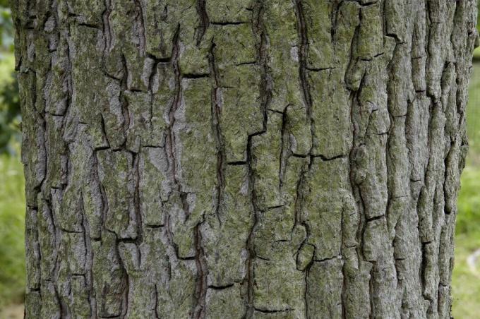 Carya tomentosa, Mockernut hickory, ağaç kabuğu üzerinde yakın çekim