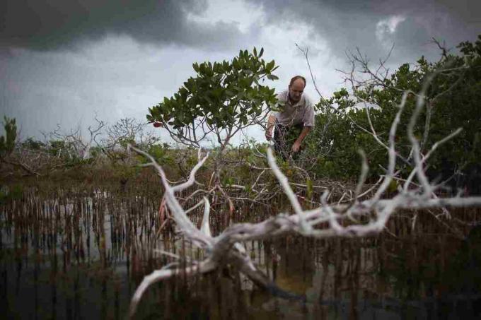 İklim Değişikliğinin Florida Keys Üzerindeki Etkileri