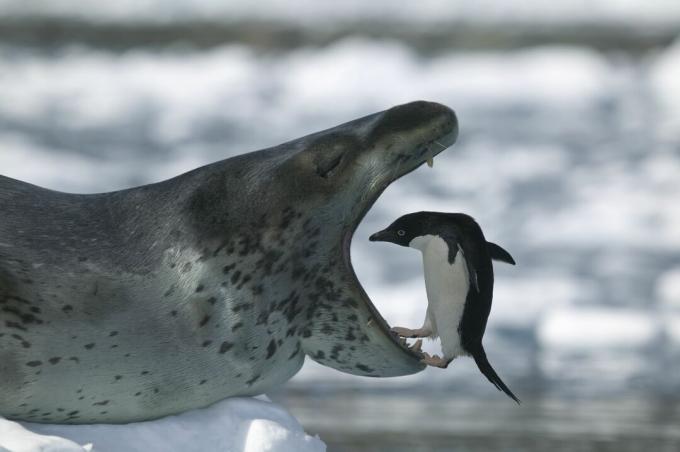 Leopar fokları penguenler yer.