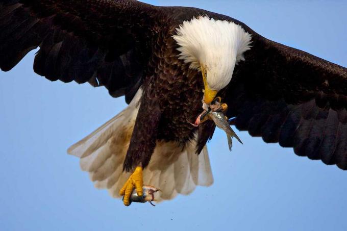 Kel kartal (Haliaeetus leucocephalus) uçan ve yemek balık, Homer, Alaska, ABD