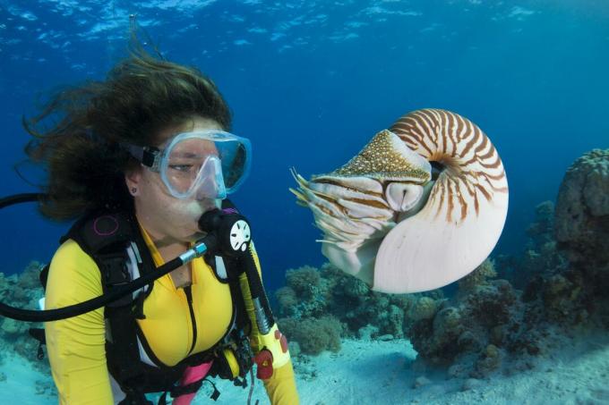 Palau nautilus izlerken dalgıç