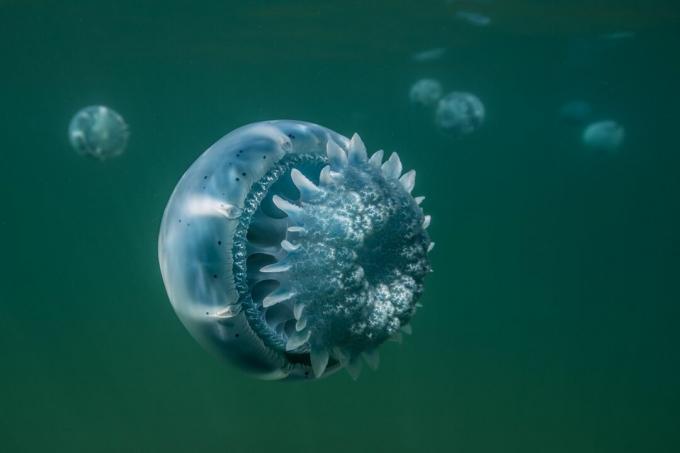 Cannonball denizanası ___ 'dan Baja California