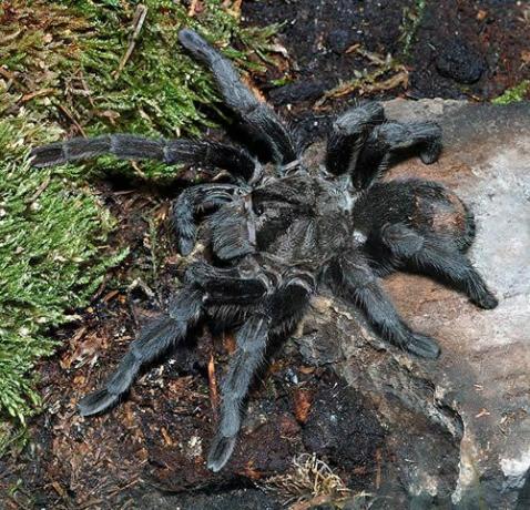 Brezilya Siyah Tarantula (Grammostola pulchra)