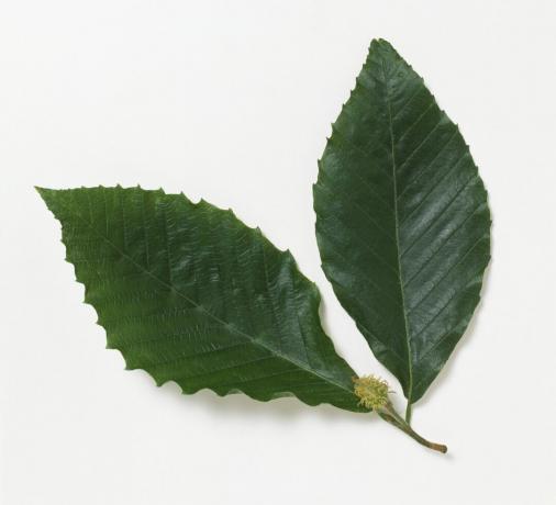 Fagus grandifolia (Amerikan kayın) yaprak meyve beyaz arka plan ile kapatın.