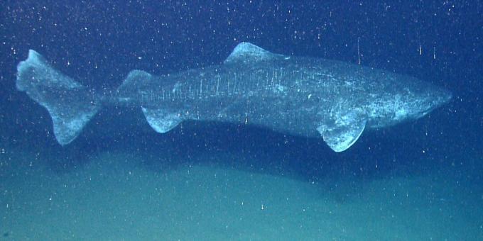 Grönland köpekbalığı (Somniosus microcephalus)