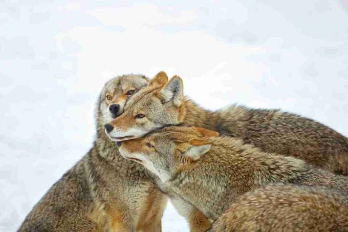 Coyotes kurtlar kadar sosyal değildir, ancak yavruları avlamak ve yetiştirmek için işbirliği içinde hareket ederler.