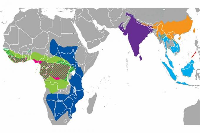 Pangolin türlerinin dağılımı.