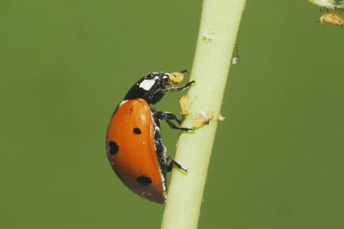 Yedi benekli Uğur Böceği (Coccinella septempunctata) yetişkin yeme yaprak bitleri