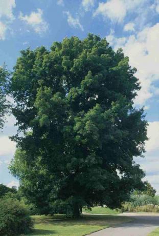 Carya cordiformis (Balkabağı hickory), yolun yanındaki parkta yeşil yapraklı ağaç