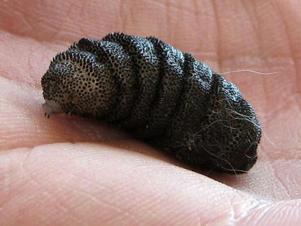 Cuterebra sp. botfly larvası