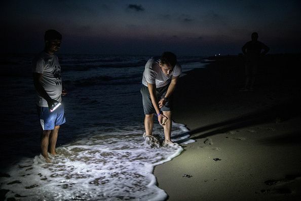 Türkiye'nin Yeşil Kaplumbağa Nüfusunun Dengelenmesine Yönelik Koruma Çalışmaları Devam Ediyor