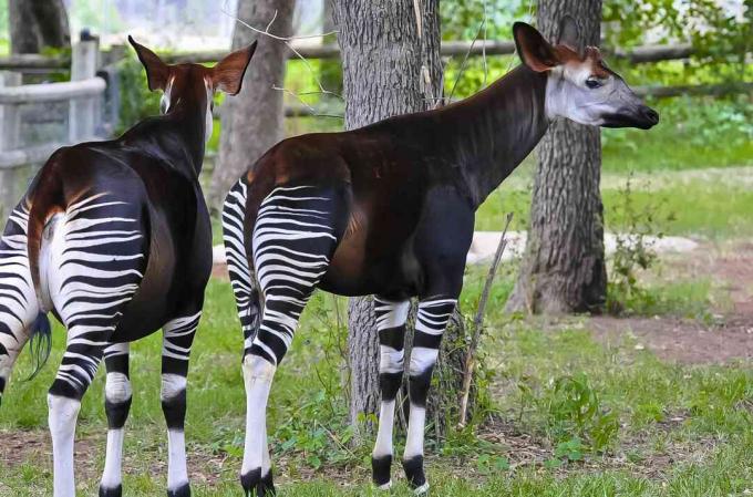 İki okapis (Okapia johnstoni) Oklahoma City Hayvanat Bahçesi, Oklahoma City, Oklahoma eyalet, ABD