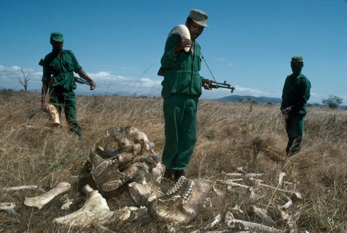 Mikumi, Tanzanya - Temmuz 1989: mikumi Milli Parkı, Tanzanya, 2.700 ABD Doları değerinde el konan bir fil Fildişi dişi ile ayda 70 ABD Doları kazanmak Park Rangers. Korucular, kaçak avcılar tarafından öldürülen boğa filinin kalıntılarının yanında duruyorlar.