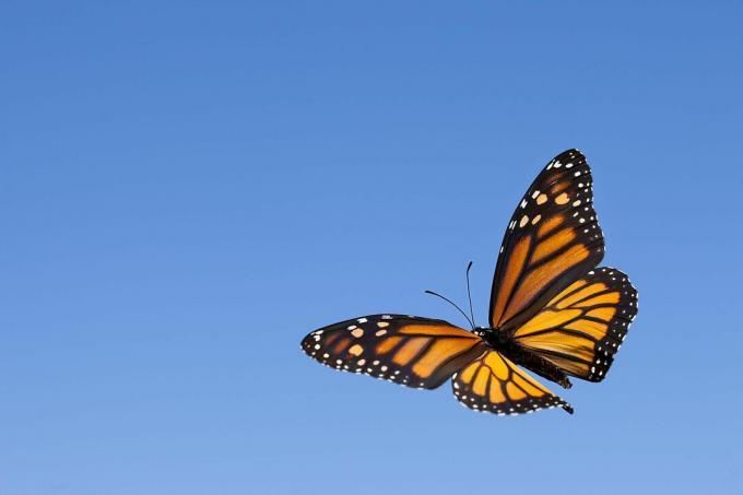 Monarch kelebek gökyüzünde.