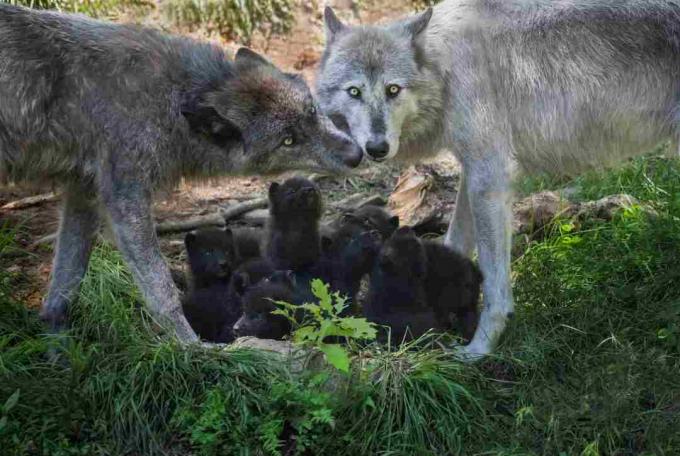 Kara kurt ailesi ile yeni doğan pups, Kanada