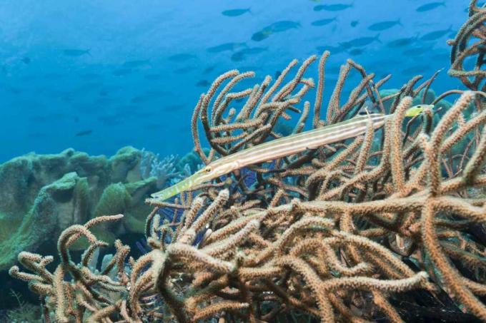 trumpetfish