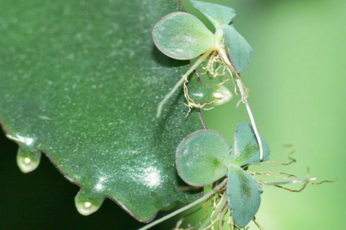 Kalanchoe - Fidanlıklar