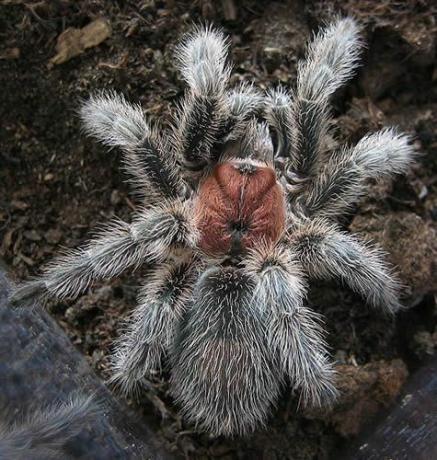 Şili Gül Tarantula (Grammostola rosea)