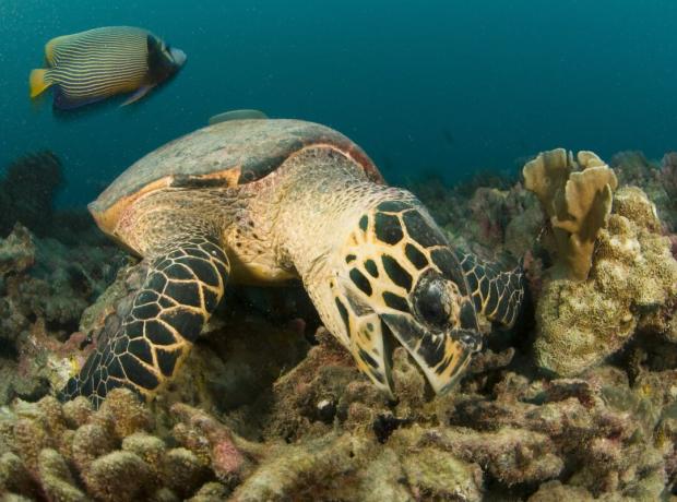 deniz kaplumbağası arka planda angelfish ile resif ısırıkları