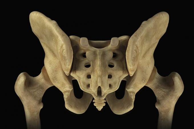 Erkek pelvis, sakrum ve kalça eklemleri arkadan görünüm