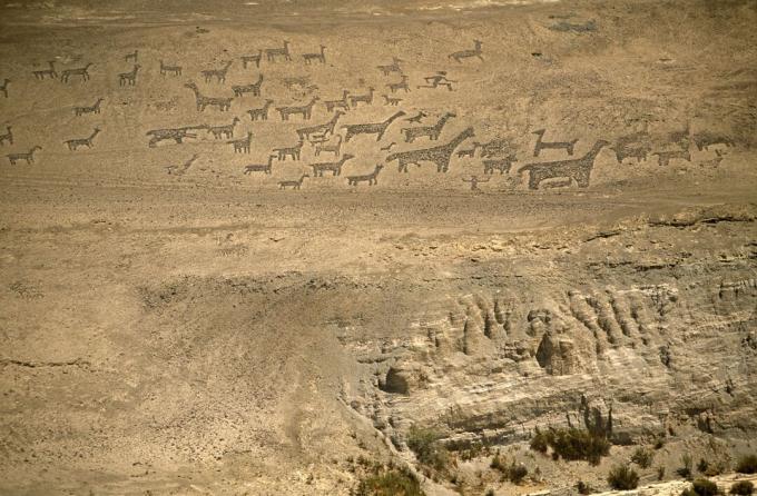 Şili, Bölge I, Tiliviche. Tiliviche, Kuzey Şili yakınlarındaki bir dağın üzerinde geoglifler - Llamas & Alpacas gösterimleri