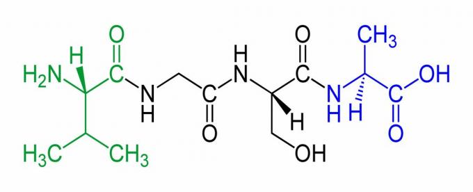 Bu, N terminalinin yeşil ve C terminalinin mavi olduğu bir tetrapeptidin örneğidir.