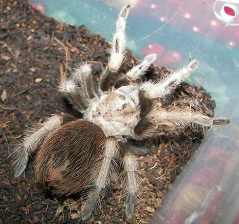 Çöl sarısı Tarantula (Aphonopelma chalcodes)