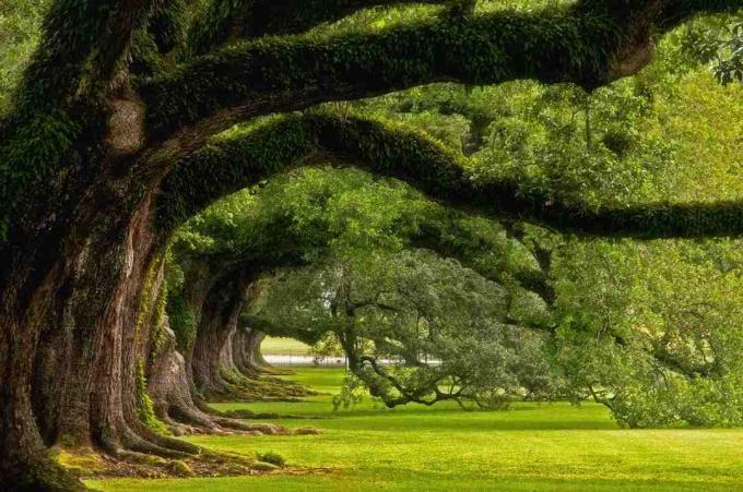 Oak Alley Plantation'da Alınanlar